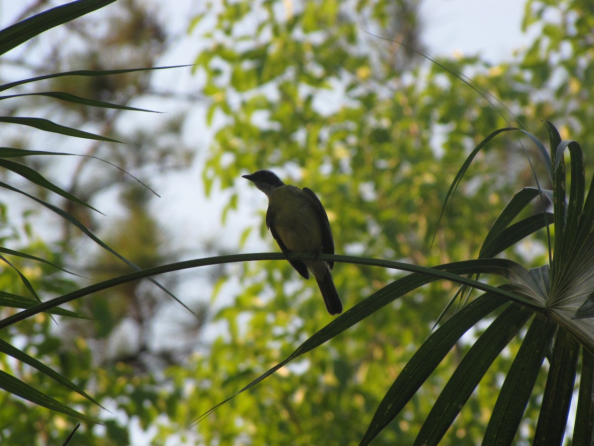 Social Flycatcher - ML638251914