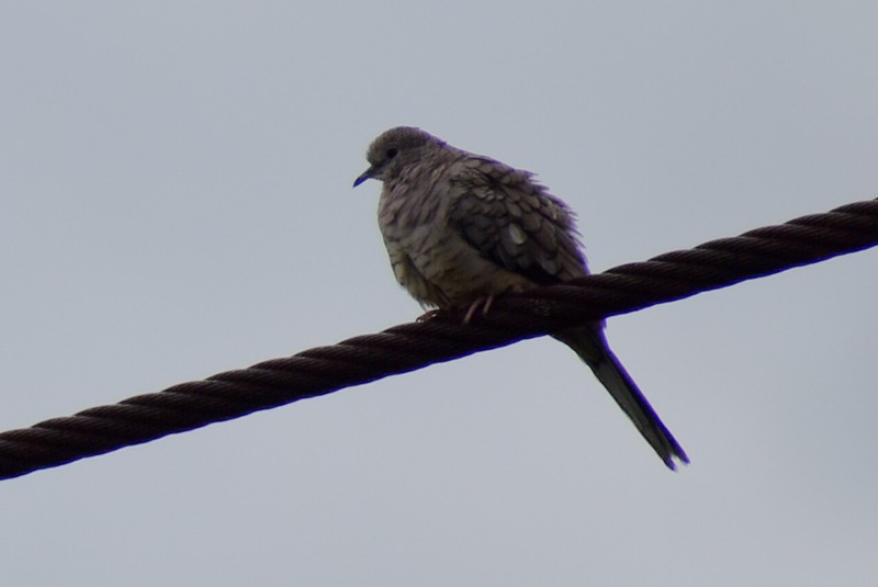 Inca Dove - ML638251917