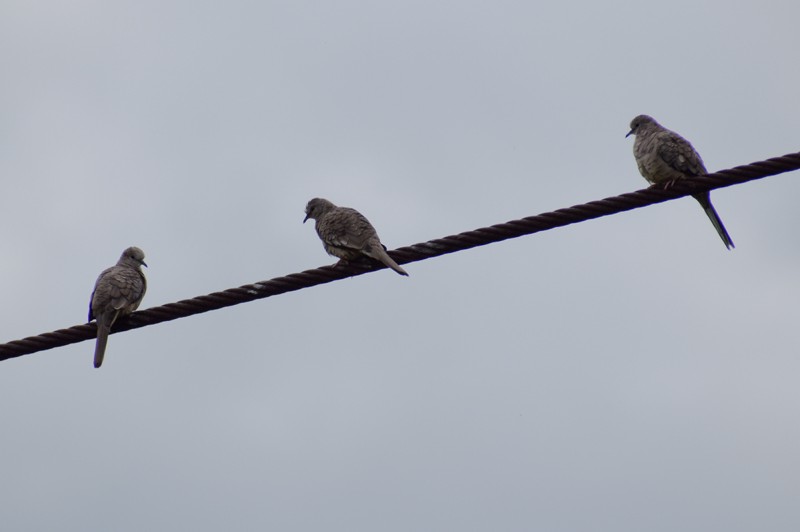 Inca Dove - ML638251918