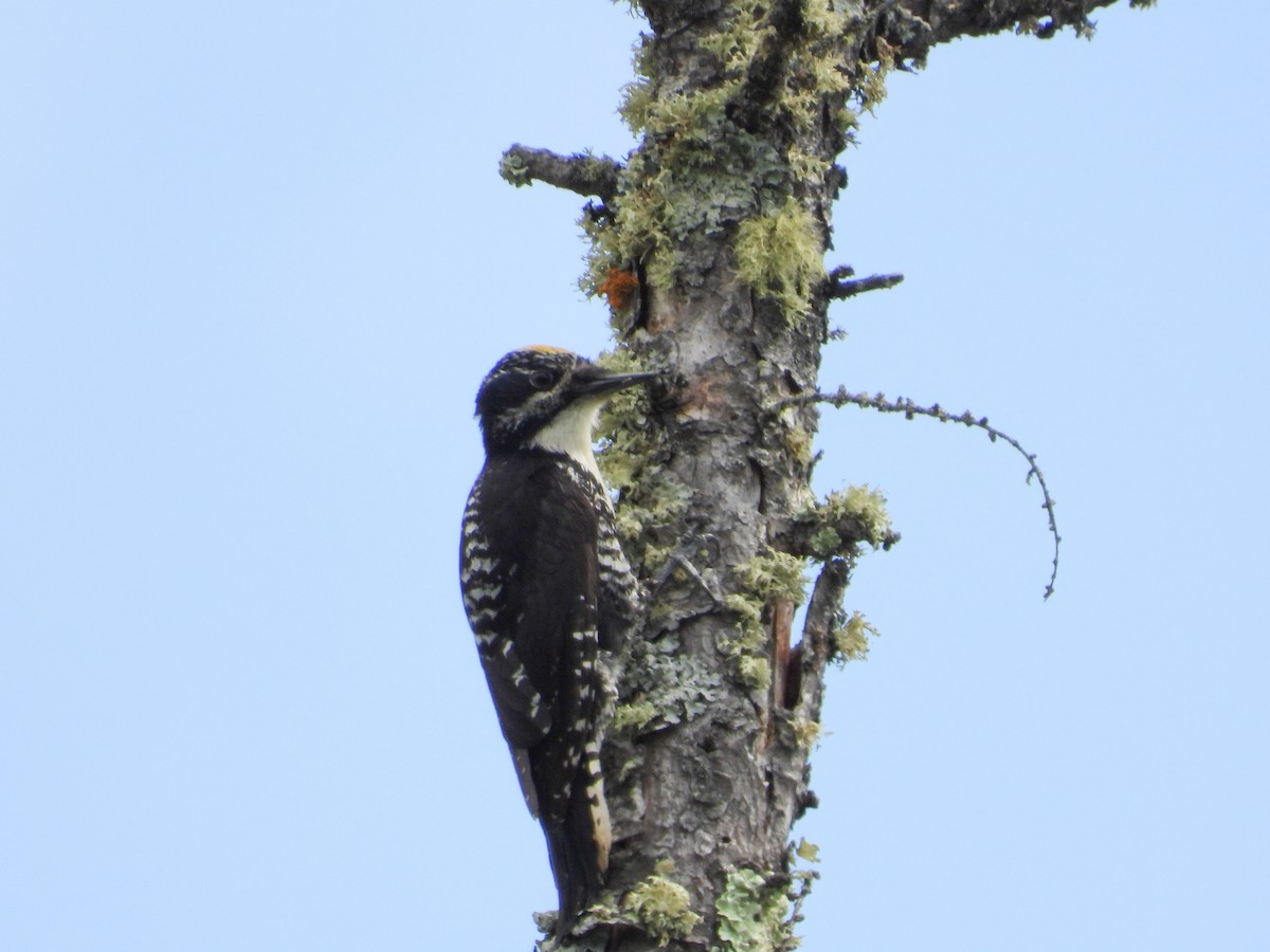 American Three-toed Woodpecker - ML638251921