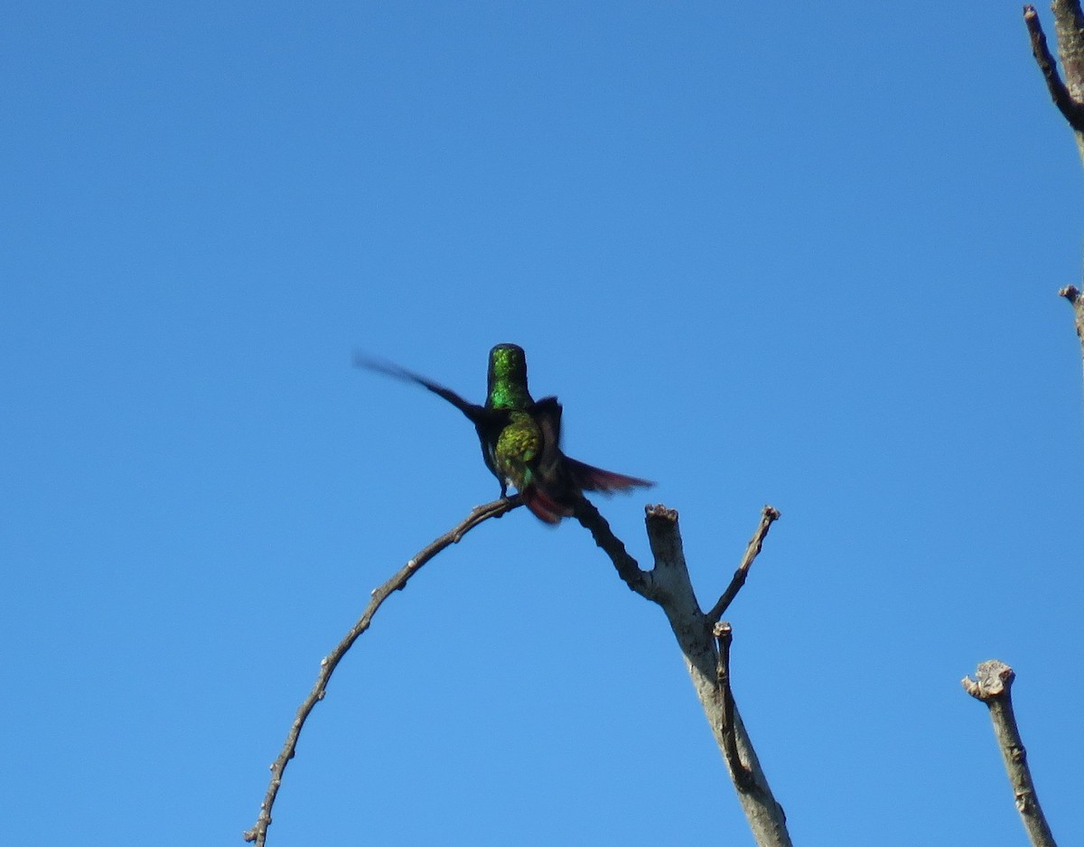 Black-throated Mango - ML638251940