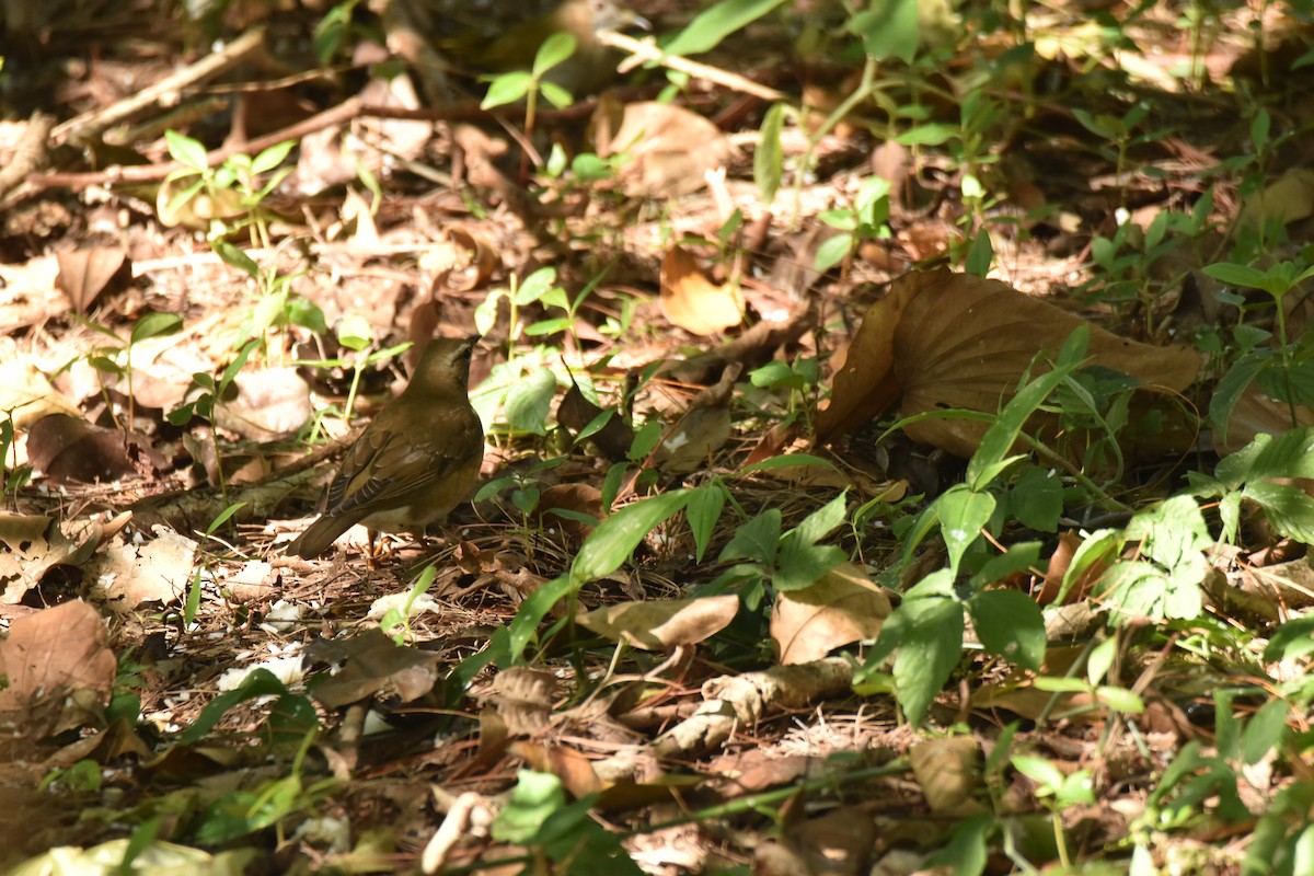 Eyebrowed Thrush - ML638251977