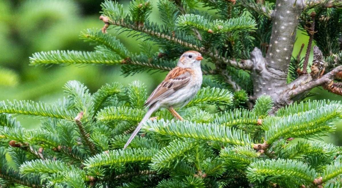 Field Sparrow - ML638251981