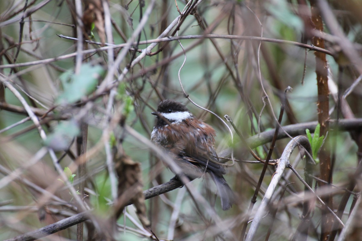 Chestnut-backed Chickadee - ML638251984