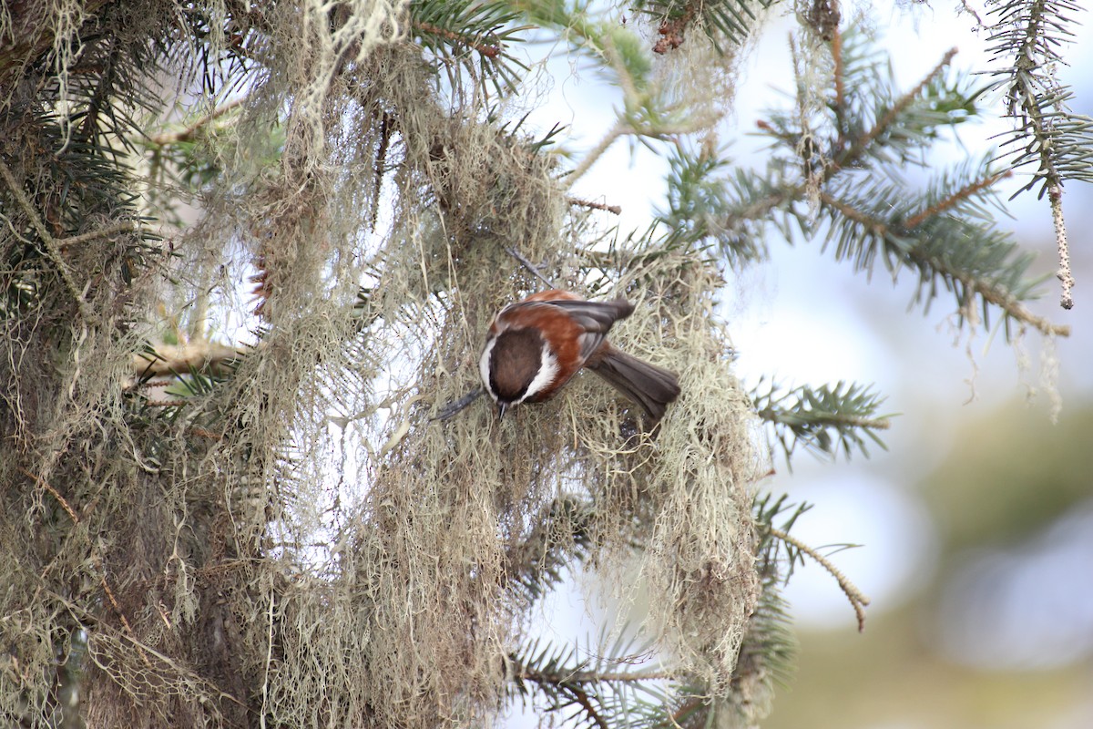 Chestnut-backed Chickadee - ML638251985
