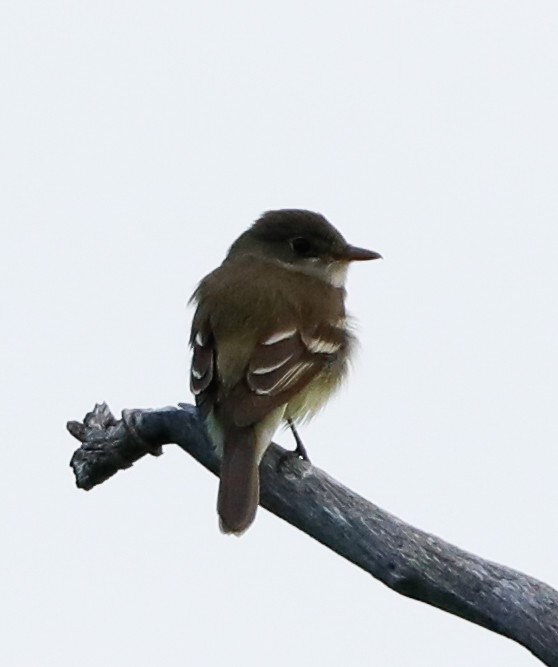 Alder Flycatcher - ML638251992