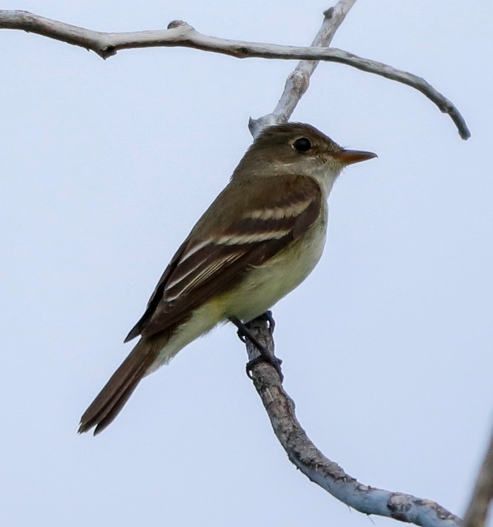 Alder Flycatcher - ML638251993