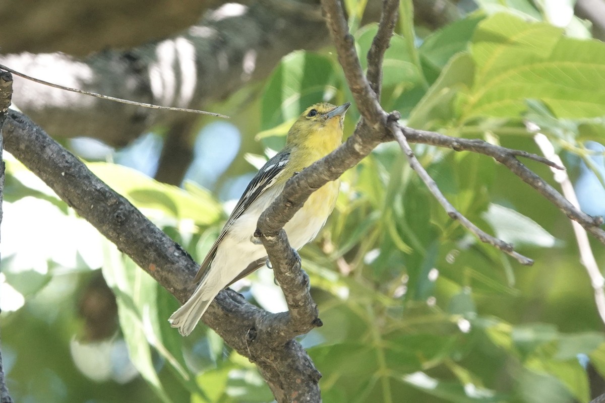 Sarı Gerdanlı Vireo - ML638251994