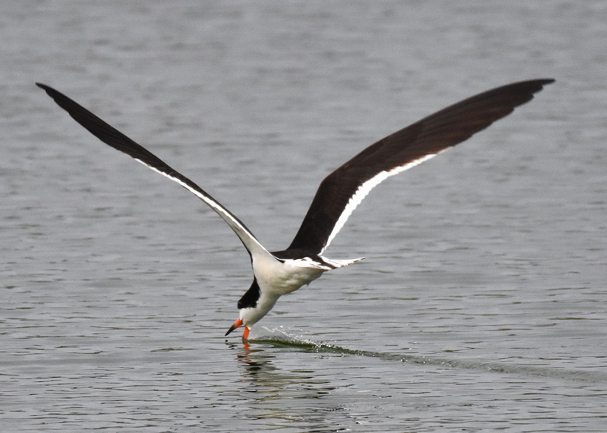 Black Skimmer - ML638251996