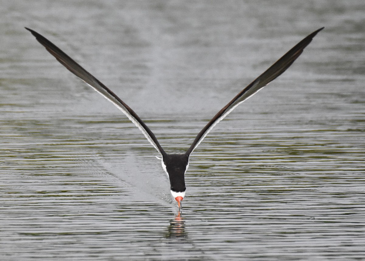Black Skimmer - ML638251997