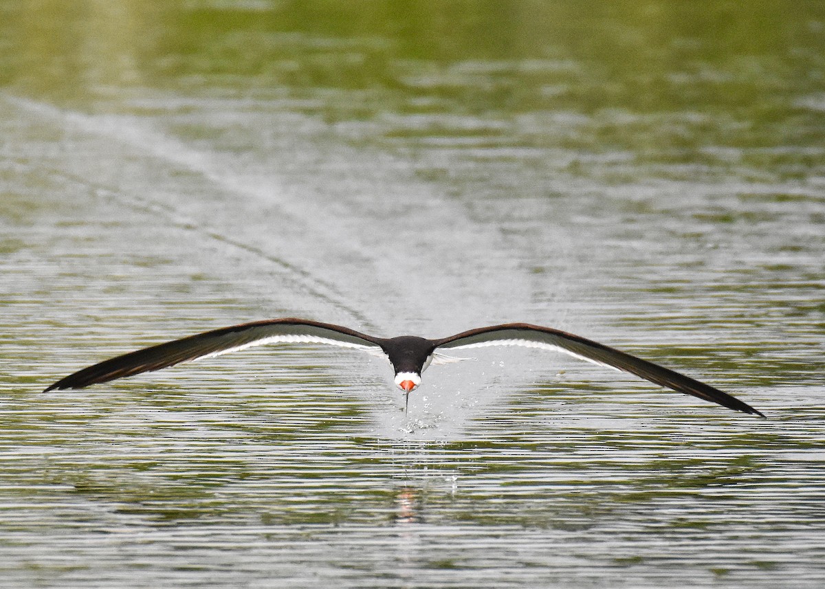 Black Skimmer - ML638251998