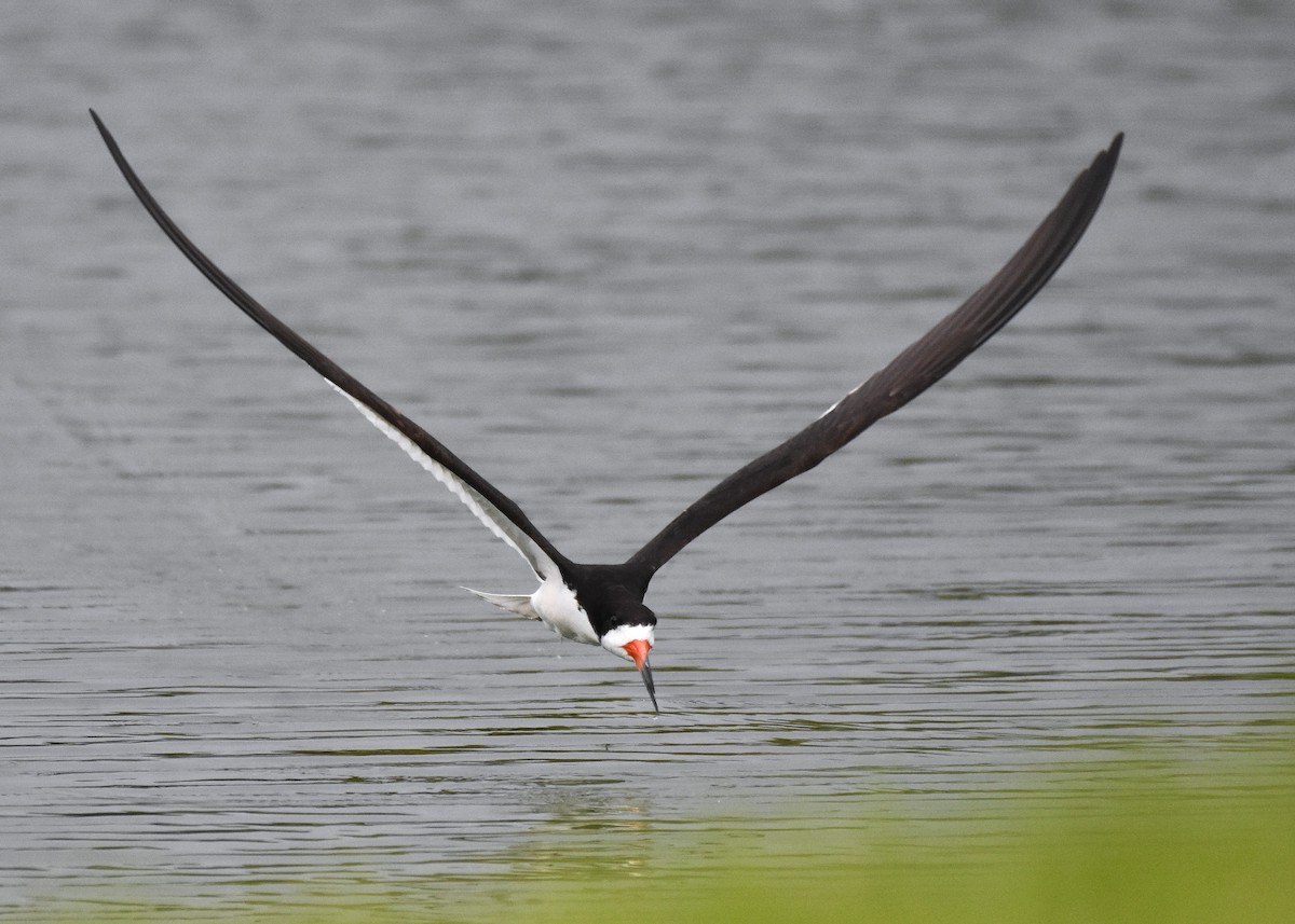 Black Skimmer - ML638251999