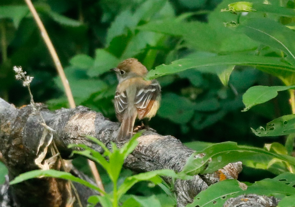 Least Flycatcher - ML638252002
