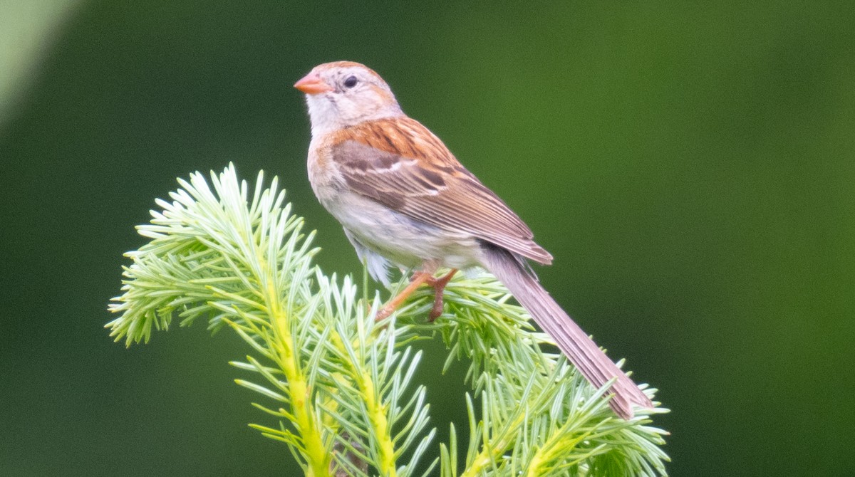Field Sparrow - ML638252005