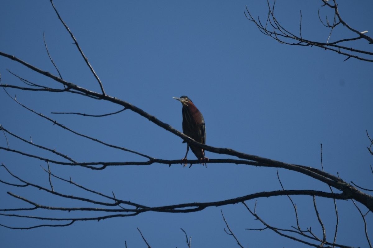 Green Heron - ML638252030