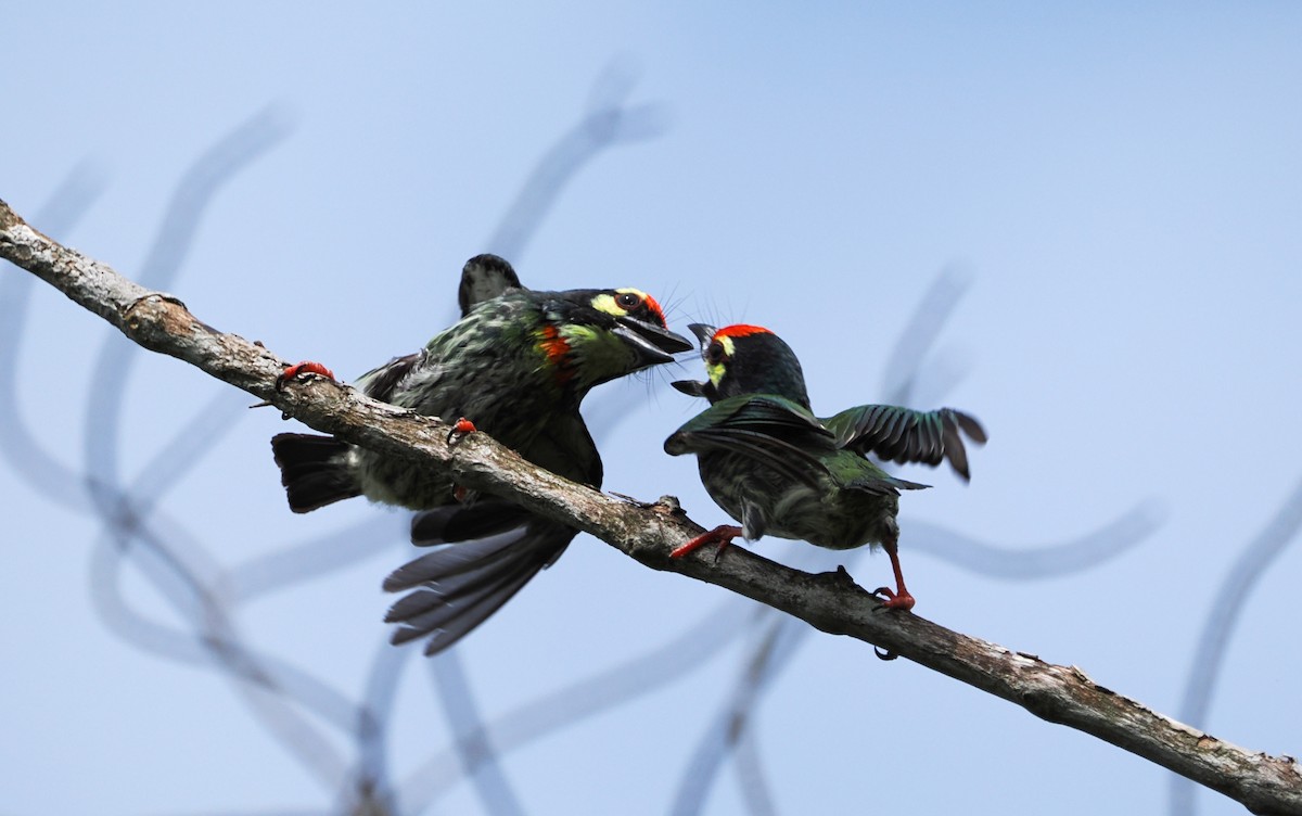 Coppersmith Barbet - ML638252033