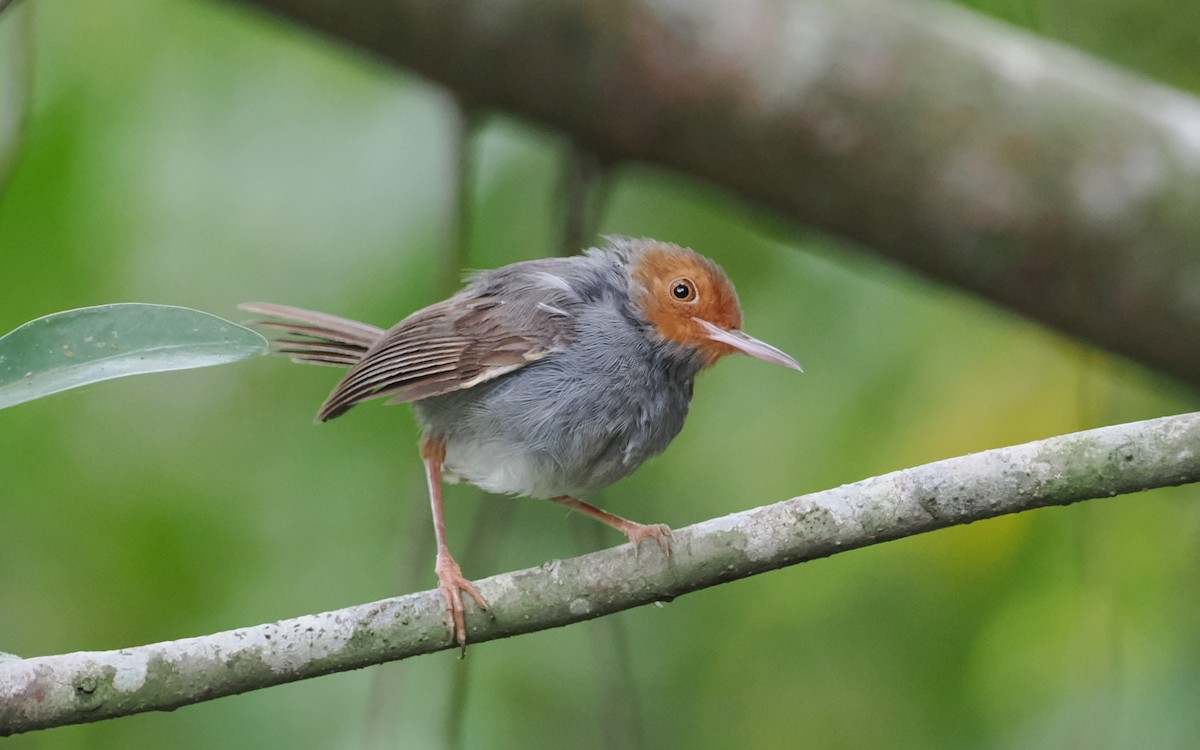 Ashy Tailorbird - ML638252043