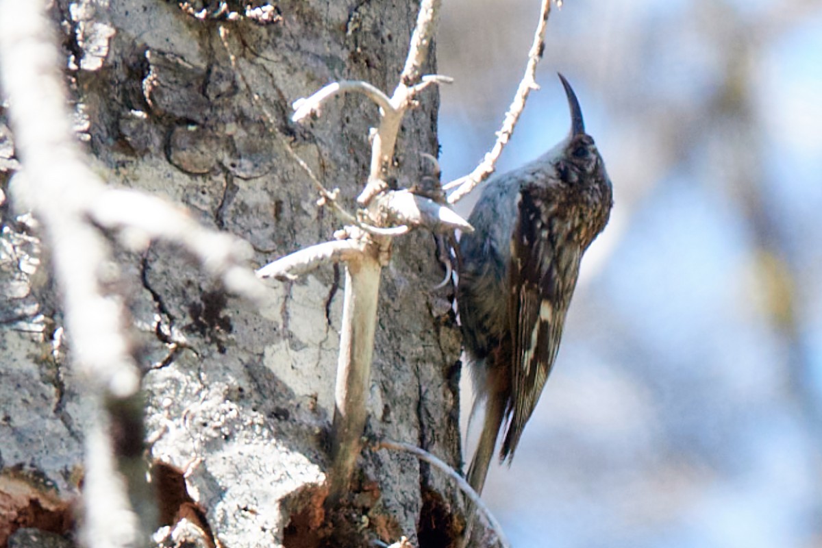 Brown Creeper - ML638252064