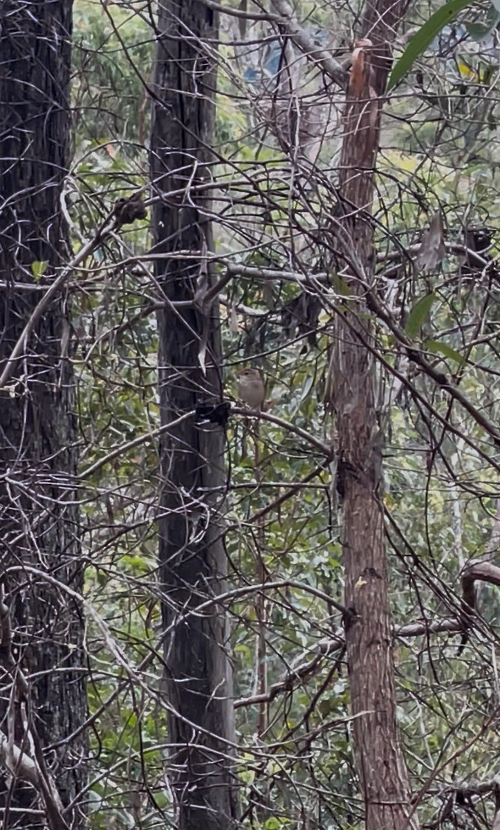 Tawny Grassbird - ML638252067