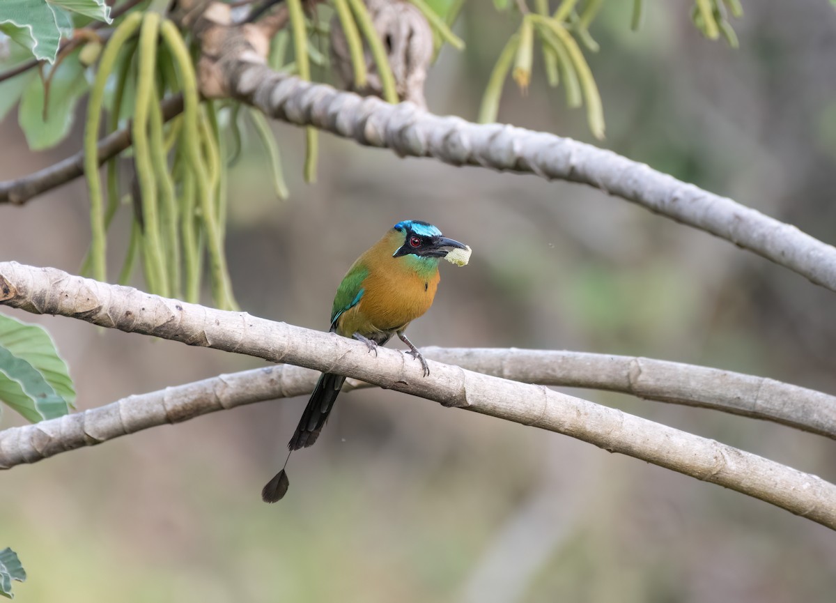 Lesson's Motmot - ML638252070