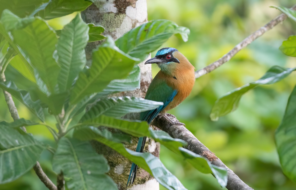 Lesson's Motmot - ML638252072