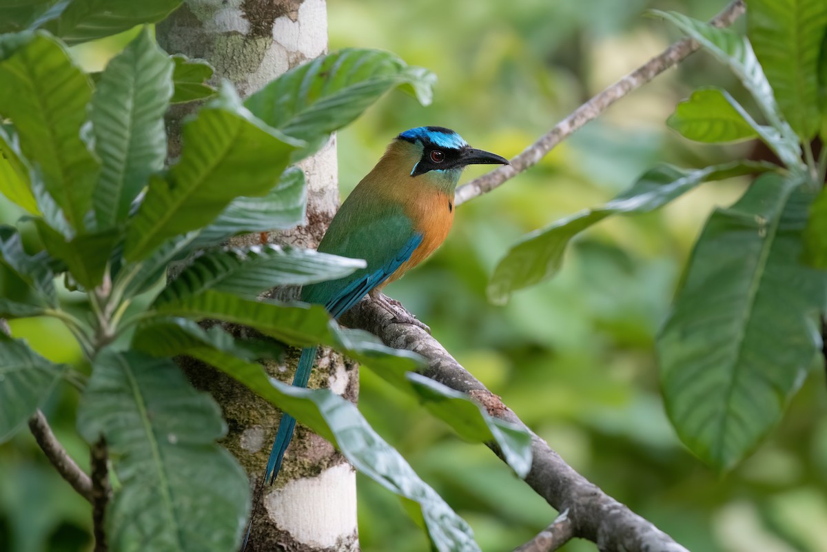 Lesson's Motmot - ML638252074