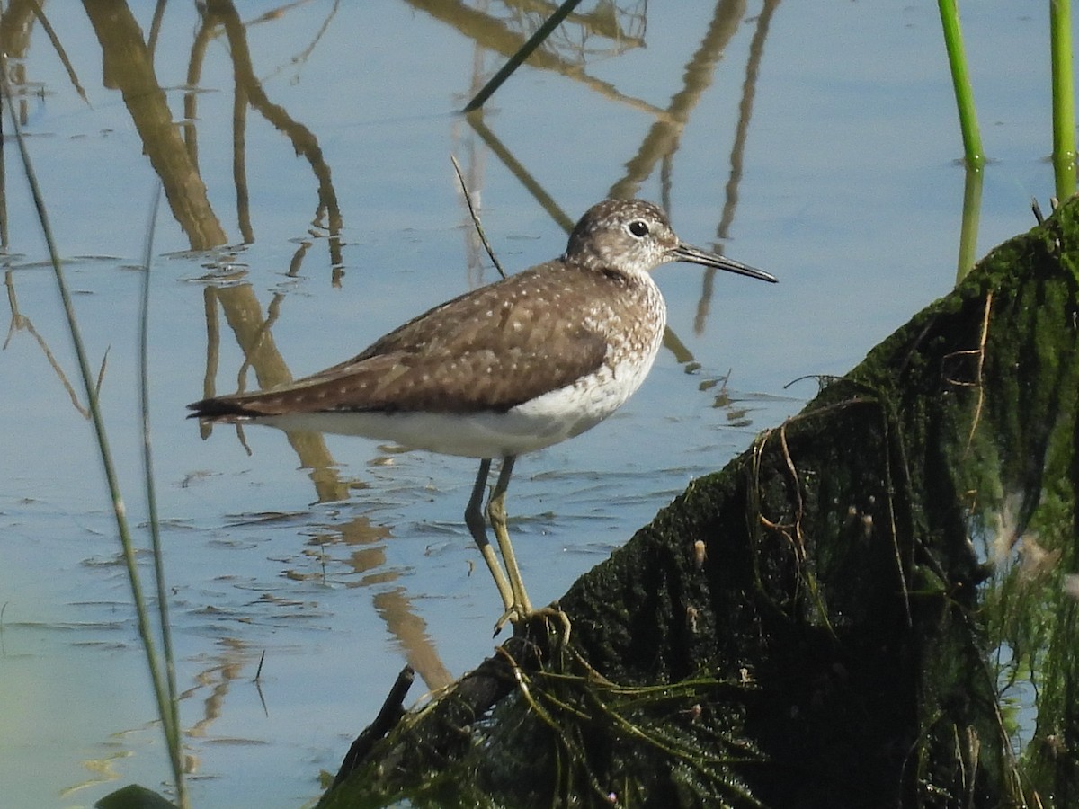 Solitary Sandpiper - ML638252078