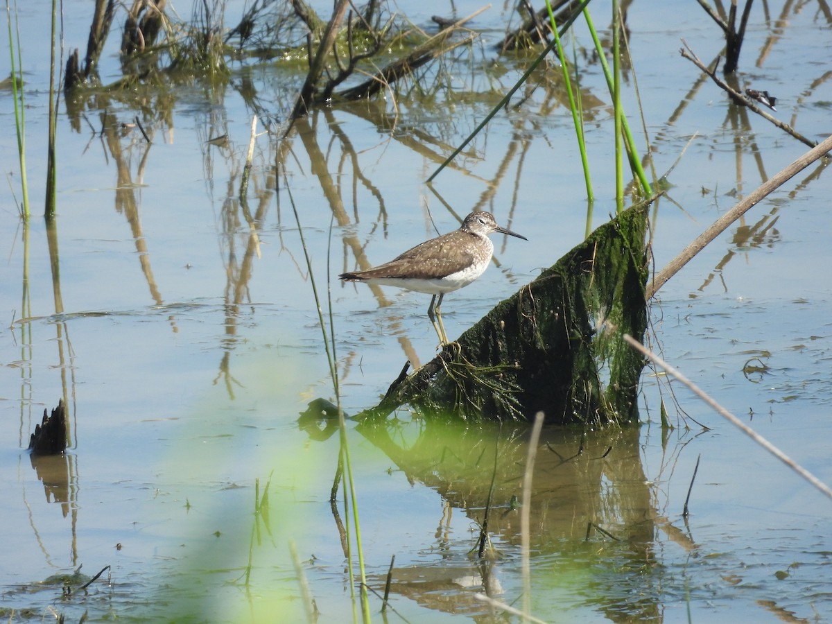 Solitary Sandpiper - ML638252079