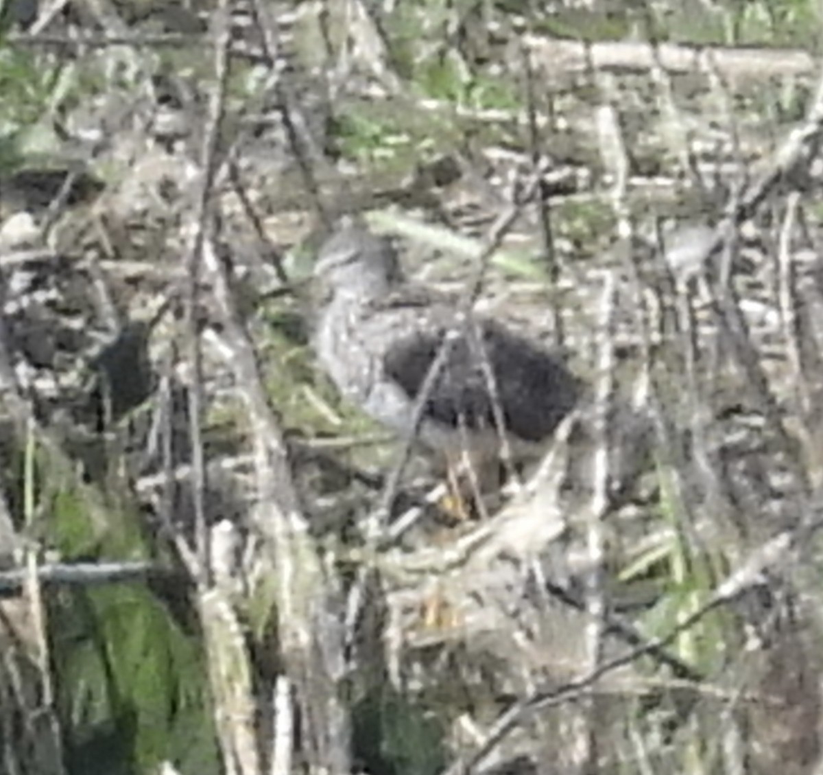 Lesser Yellowlegs - ML638252086