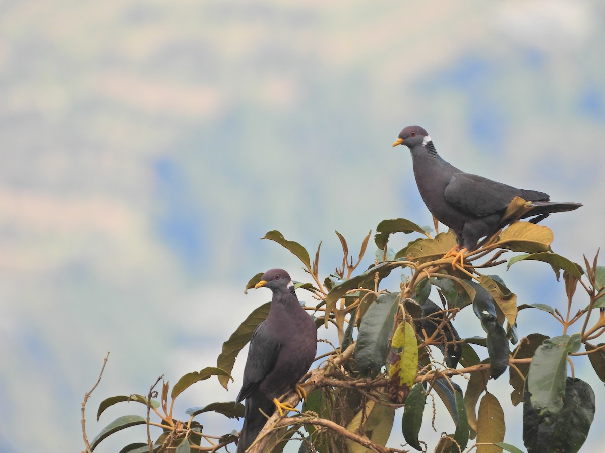 Band-tailed Pigeon - ML638252088