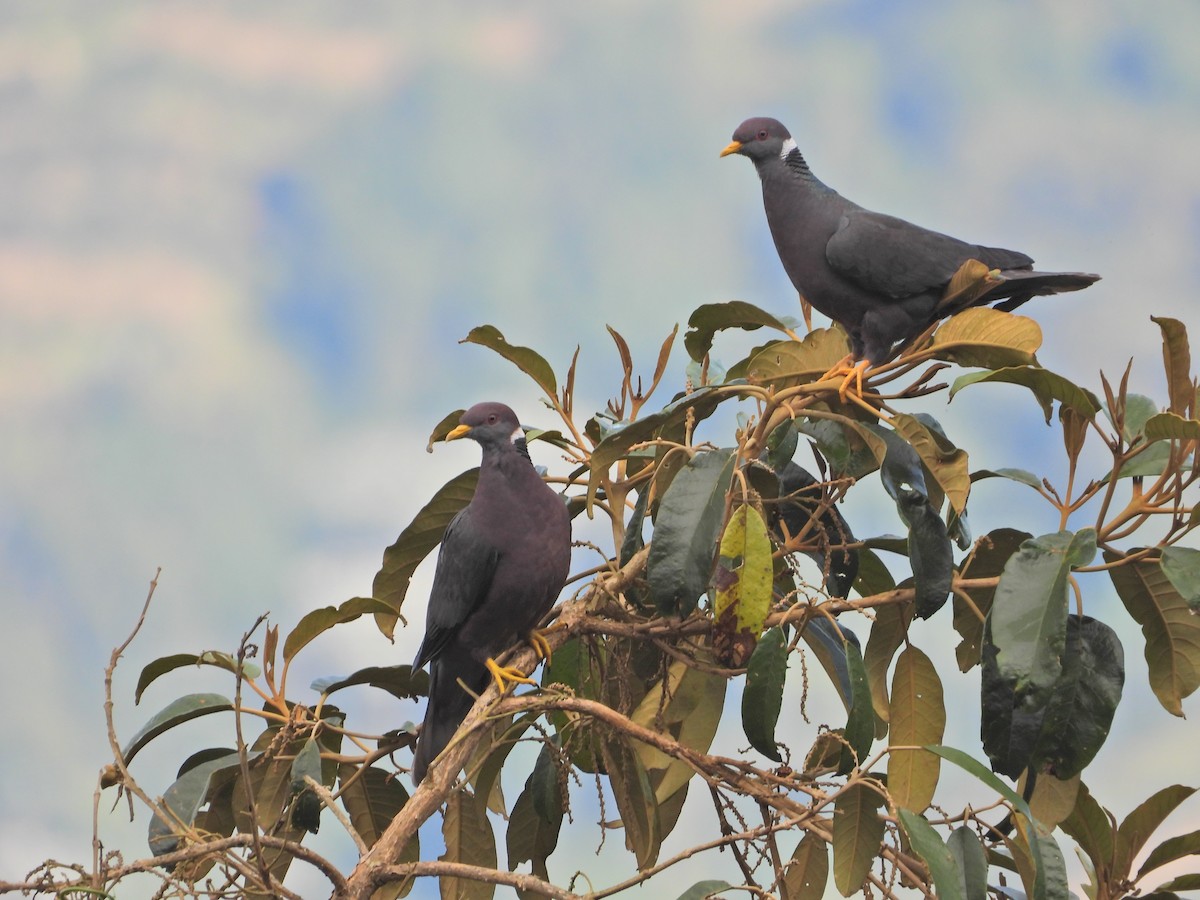 Band-tailed Pigeon - ML638252090