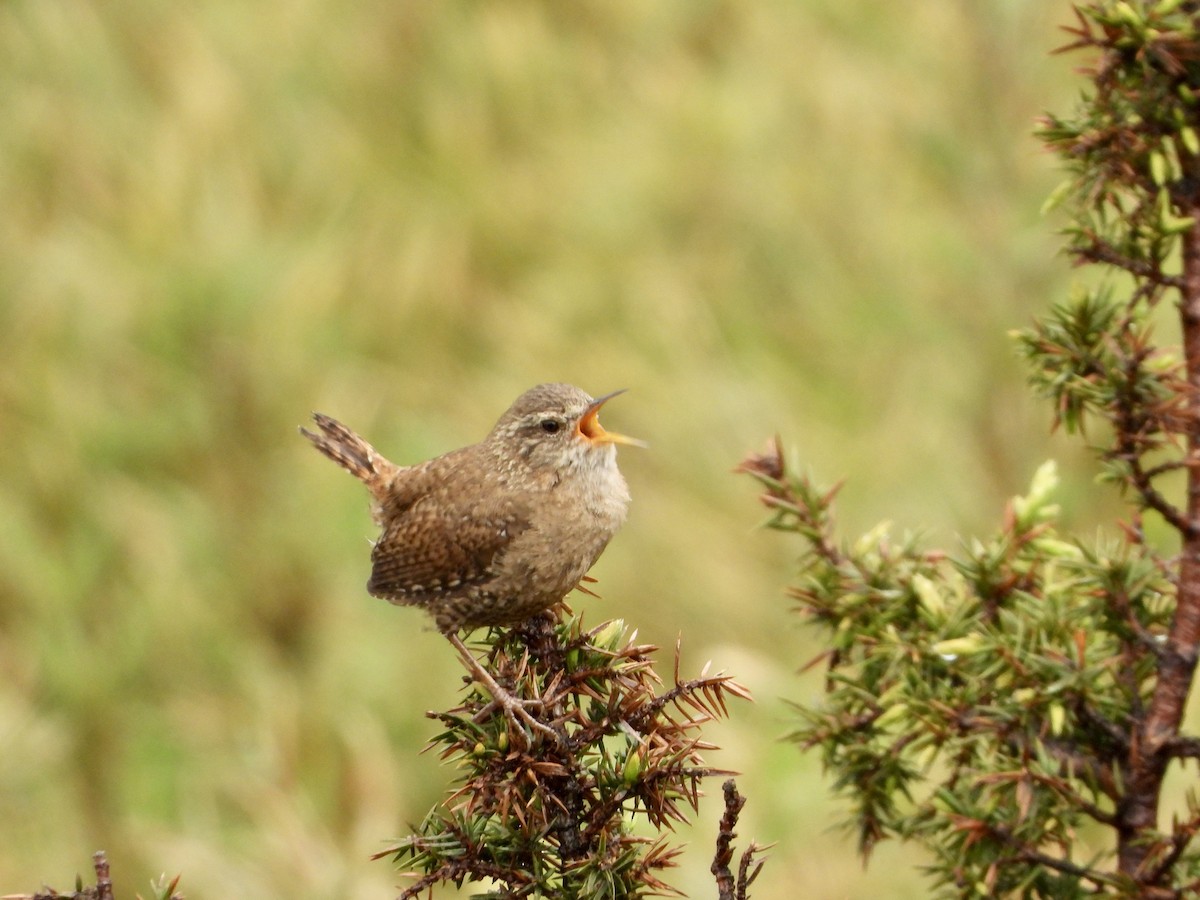 Troglodyte mignon (groupe troglodytes) - ML638252091