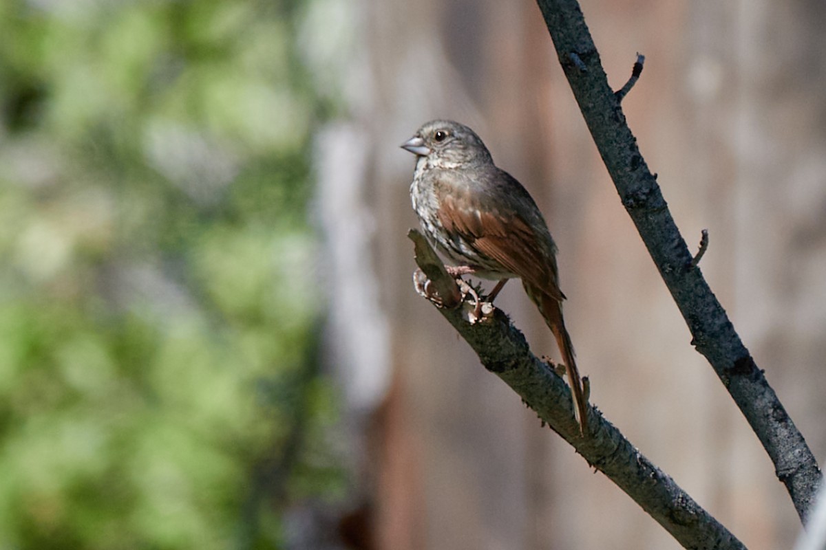 Fox Sparrow - ML638252095