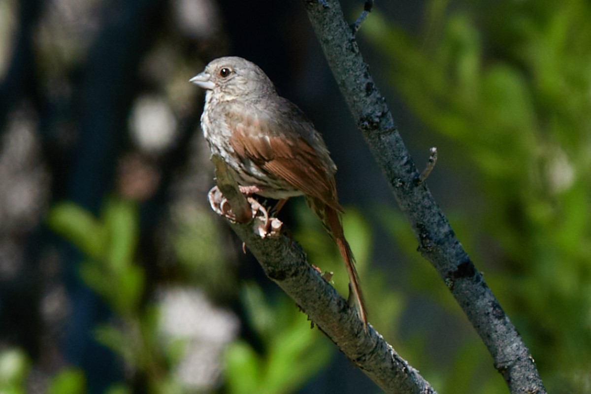 Fox Sparrow - ML638252105