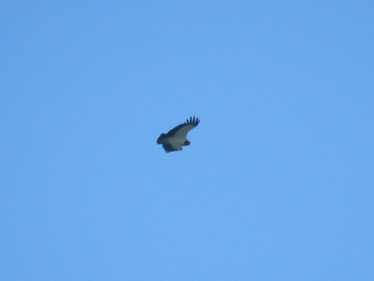King Vulture - ML638252114