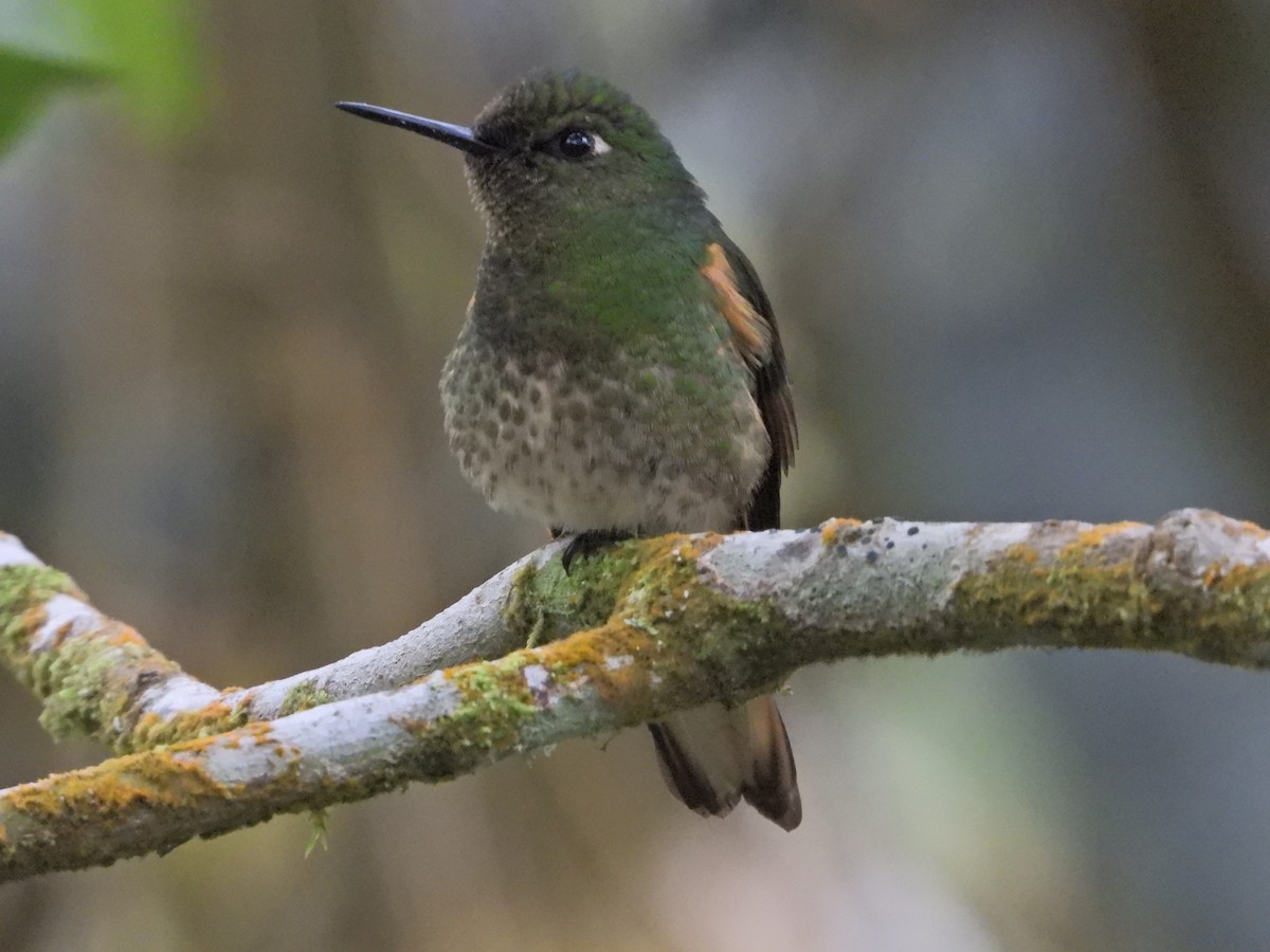 Buff-tailed Coronet - ML638252116