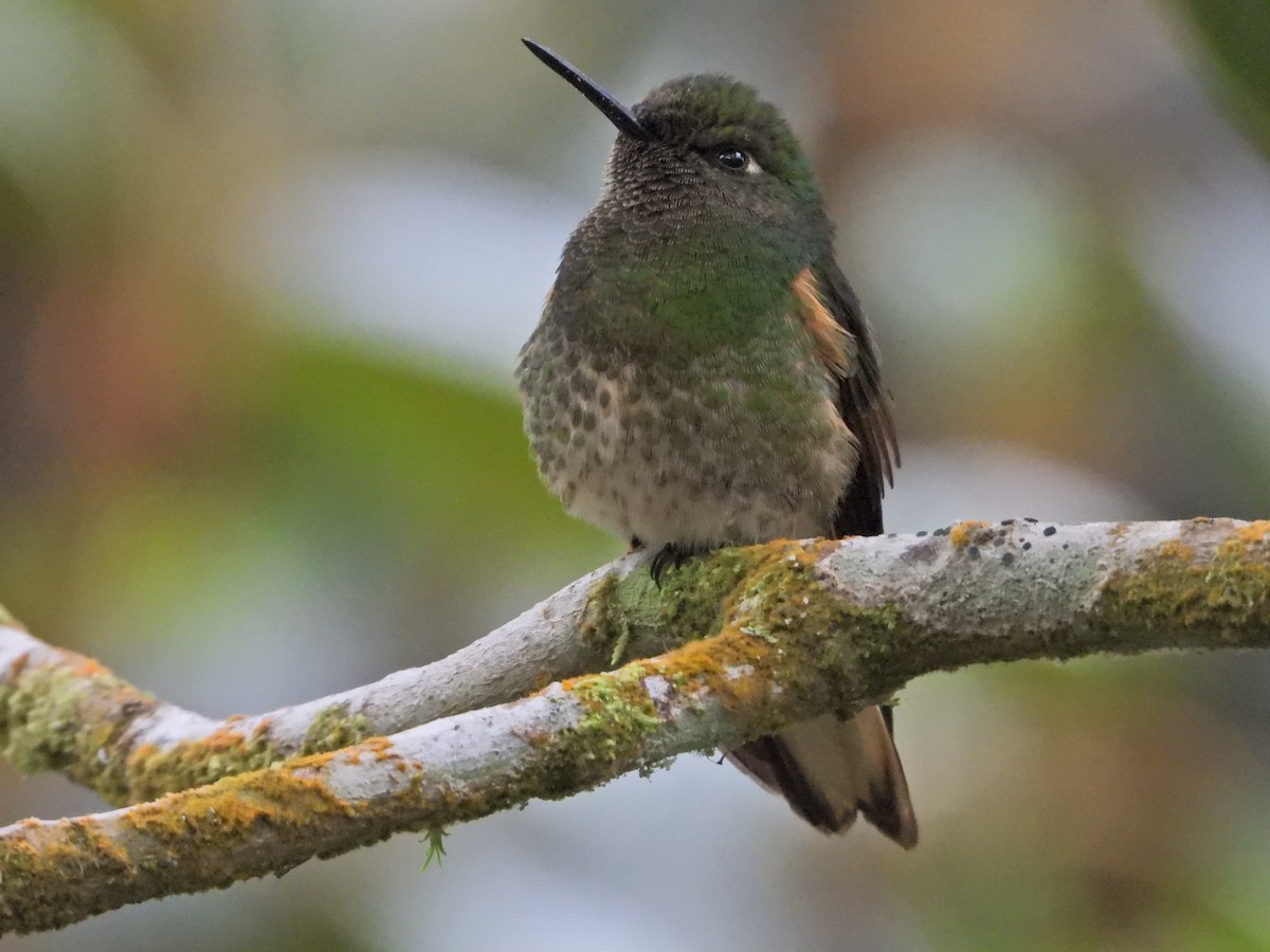 Buff-tailed Coronet - ML638252117