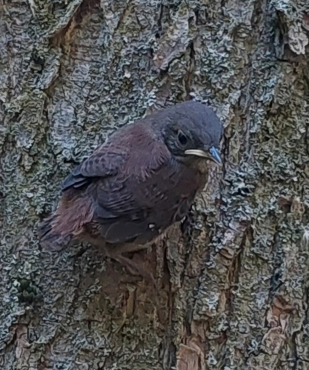 Northern House Wren - ML638252131