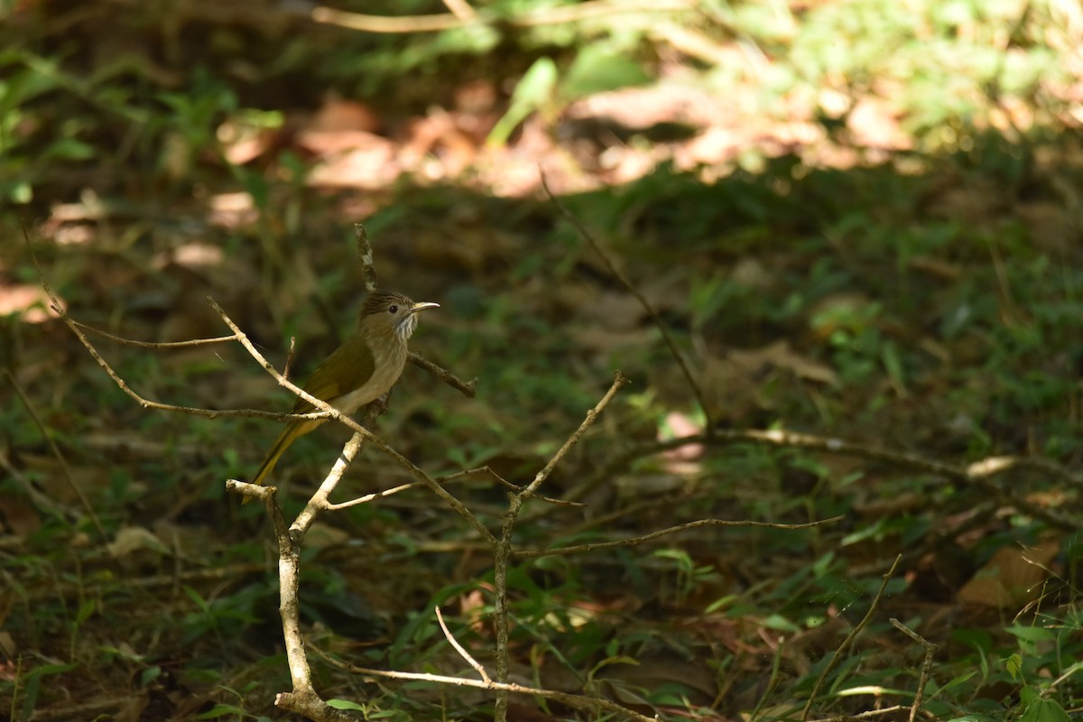 Mountain Bulbul - ML638252134