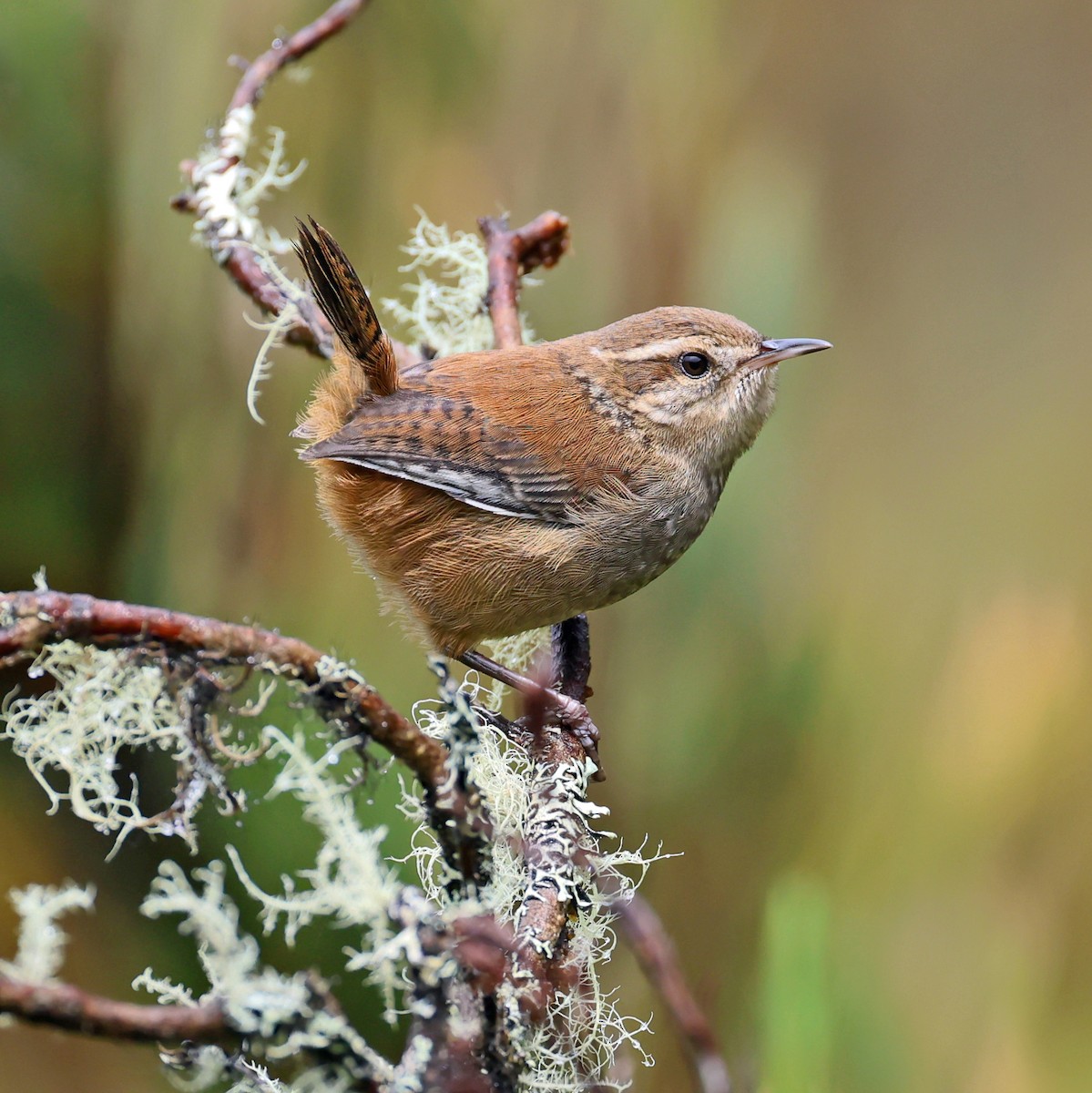 Timberline Wren - ML638252153