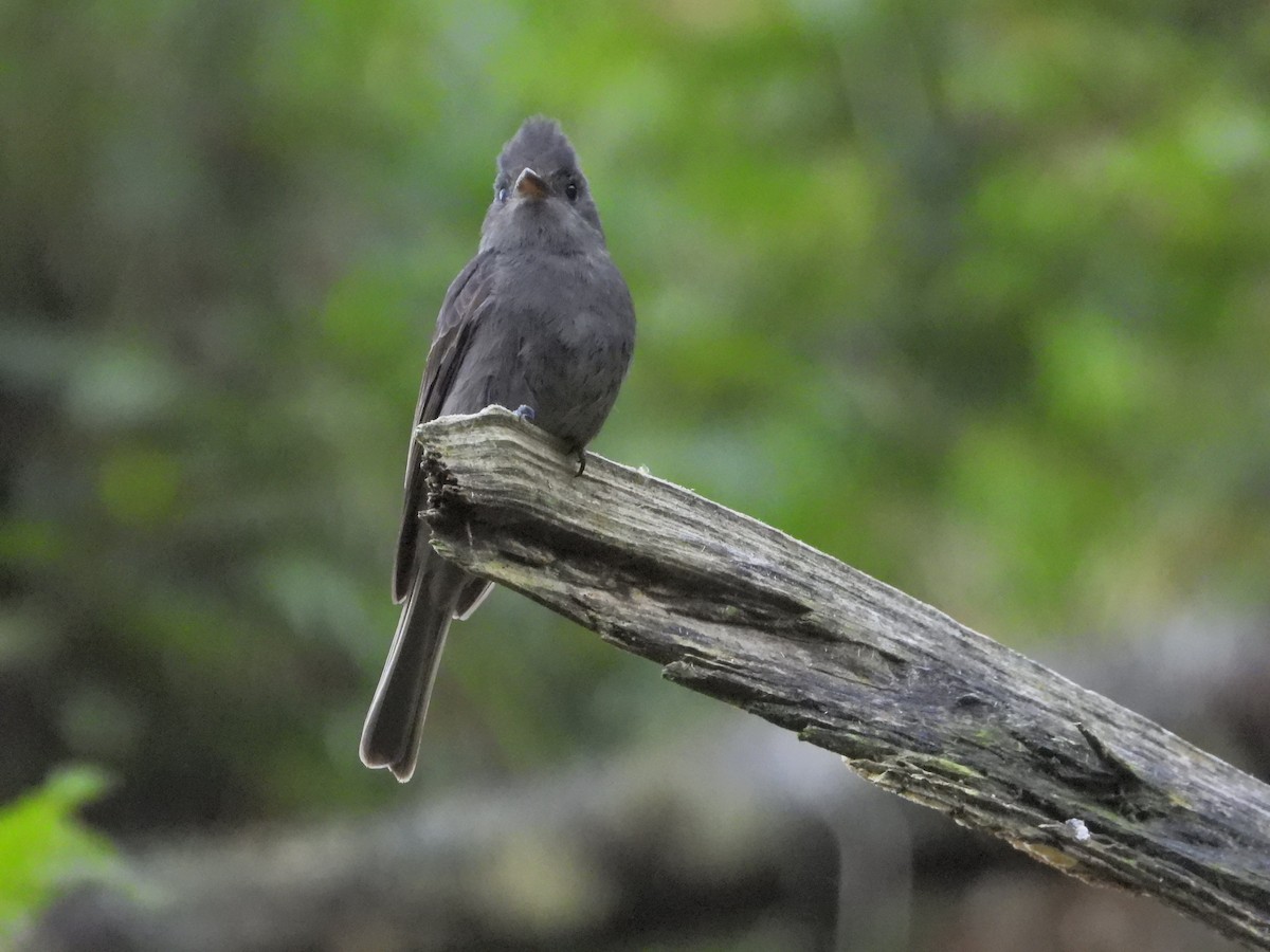 Smoke-colored Pewee - ML638252160