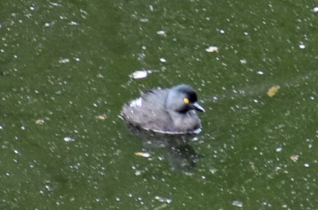 Least Grebe - ML638252167