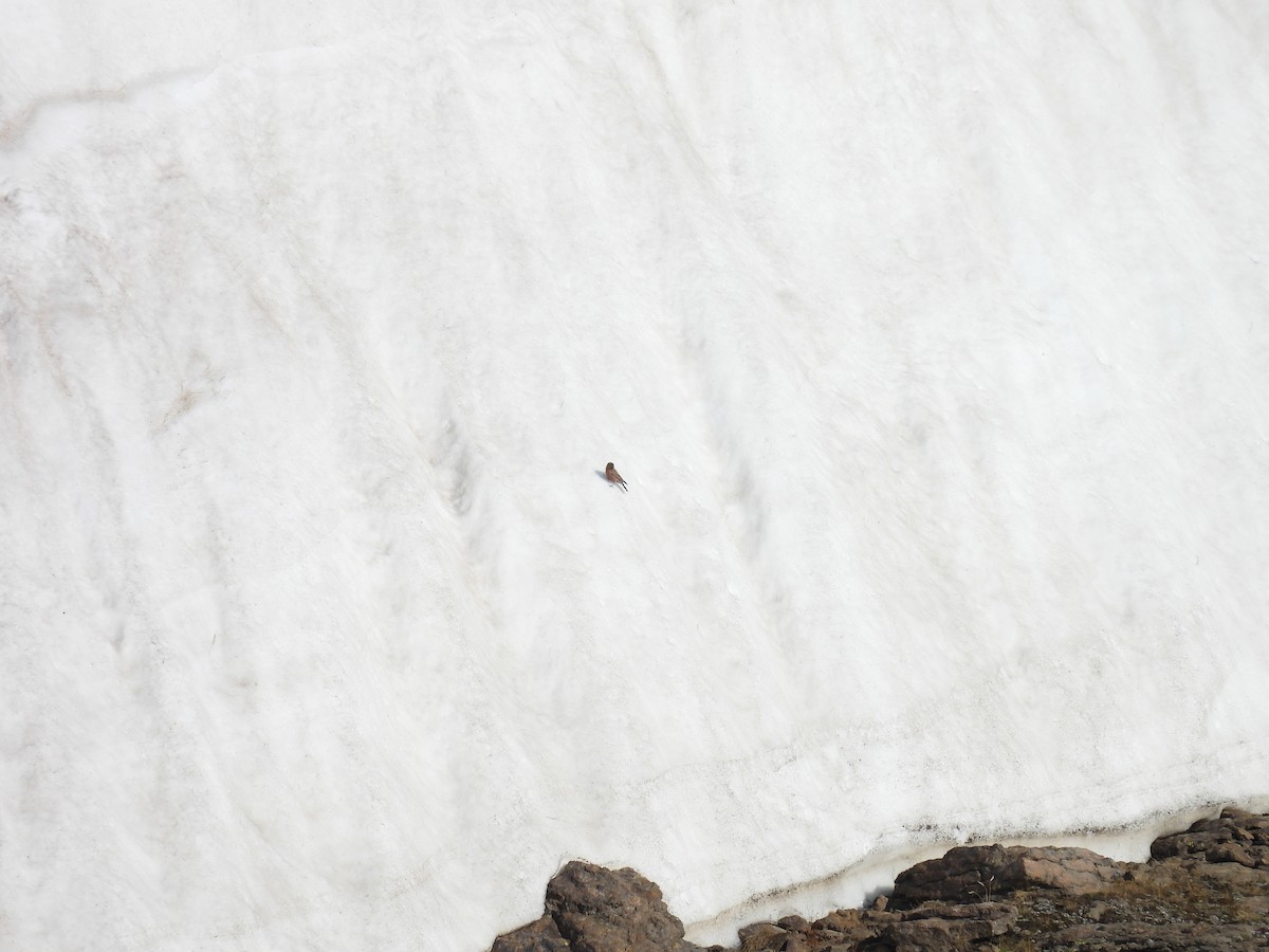Brown-capped Rosy-Finch - ML638252168