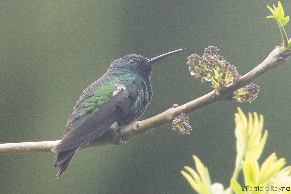Black-throated Mango - ML638252170