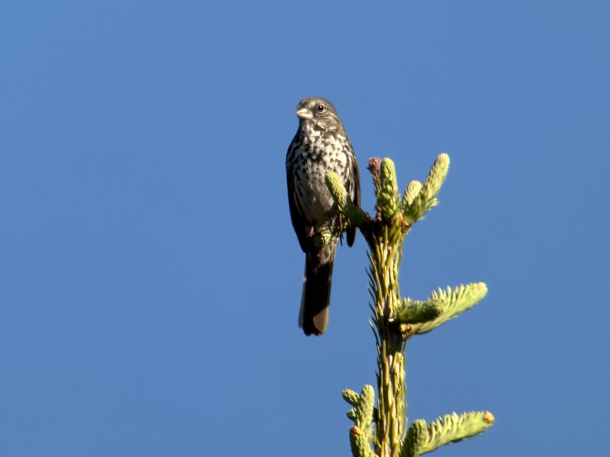 Fox Sparrow (Slate-colored) - ML638252175