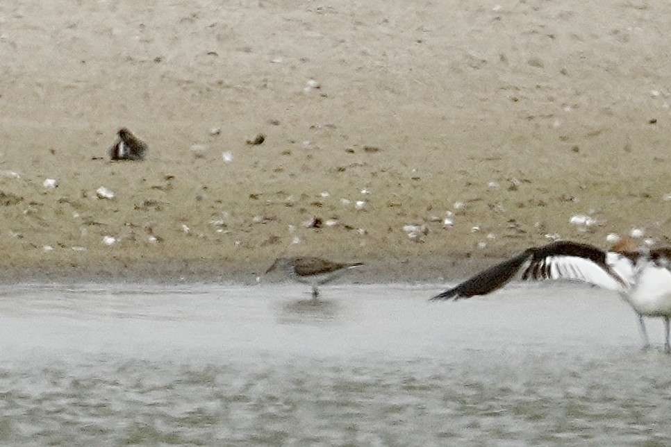 White-rumped Sandpiper - ML638252176
