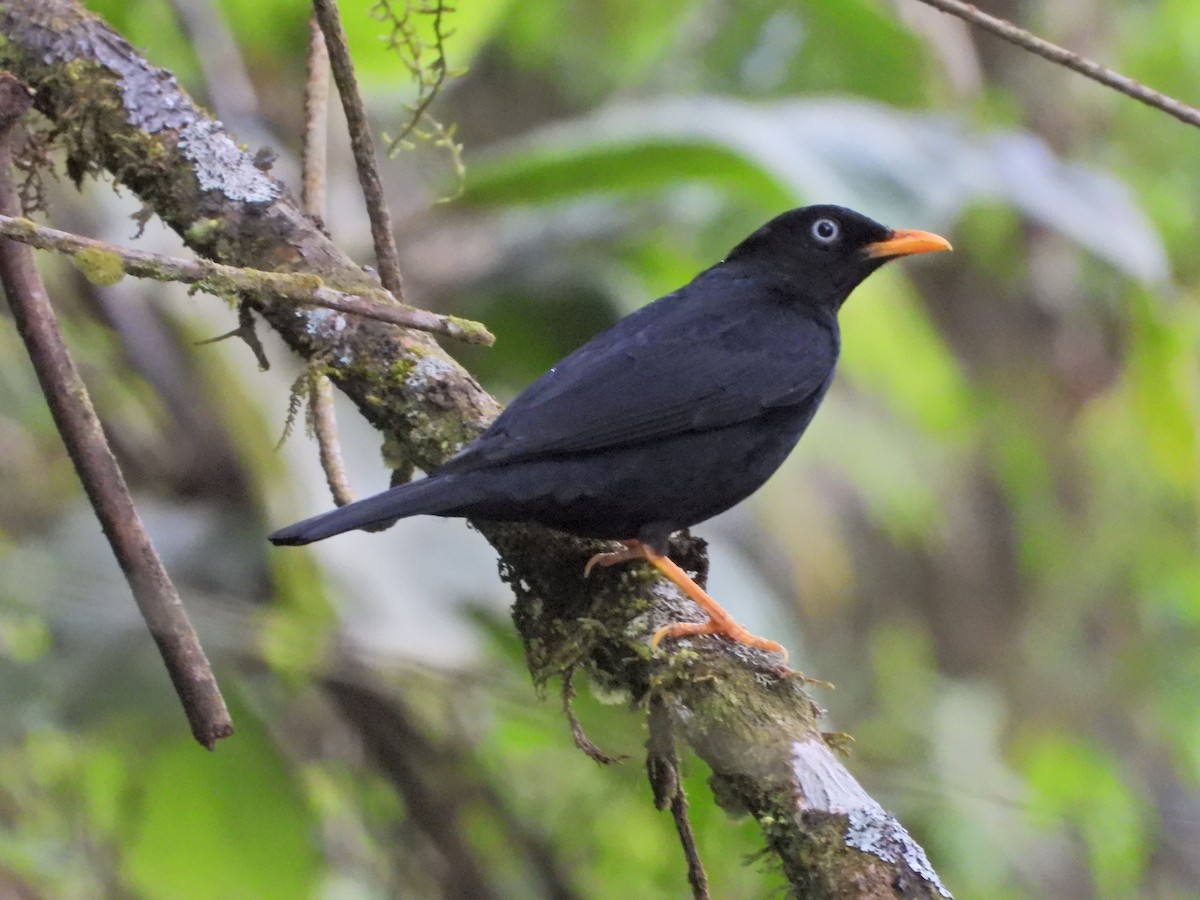Pale-eyed Thrush - ML638252177