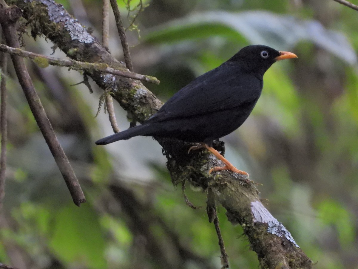 Pale-eyed Thrush - ML638252179