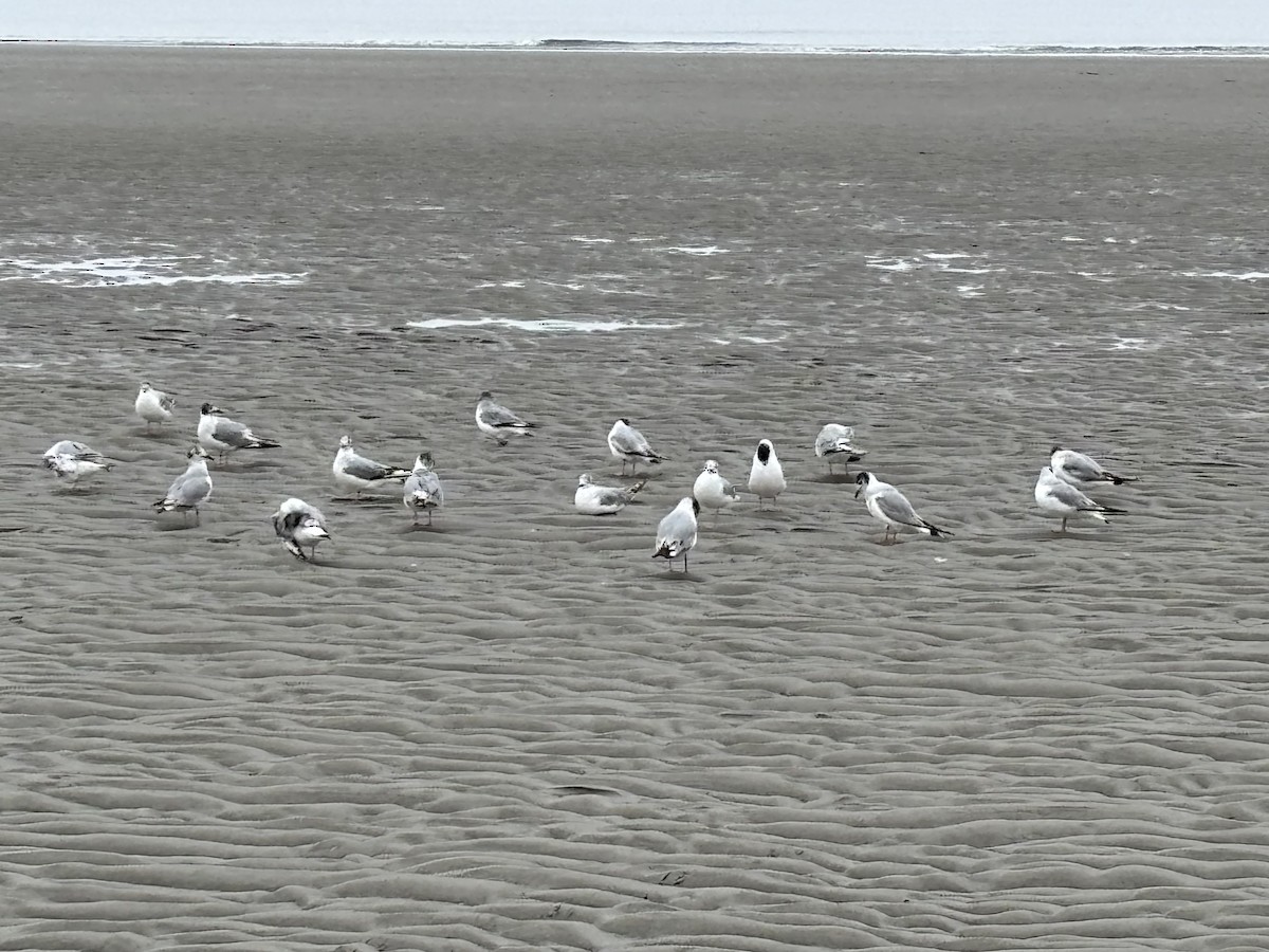 Bonaparte's Gull - ML638252180