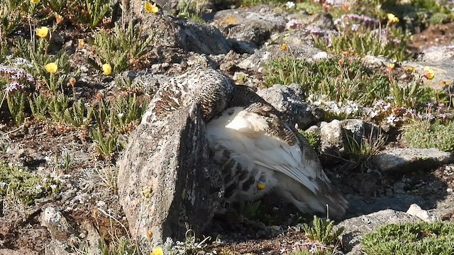 White-tailed Ptarmigan - ML638252201